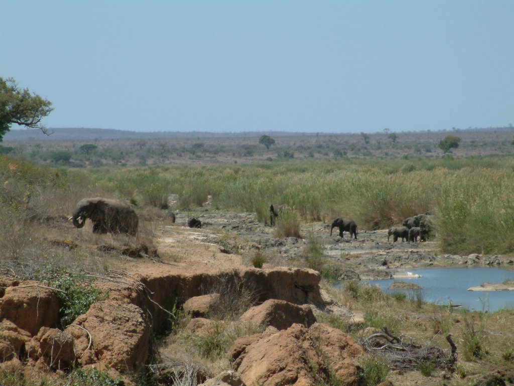 12-Elephants crossing the Sabie River.jpg - Elephants crossing the Sabie River
